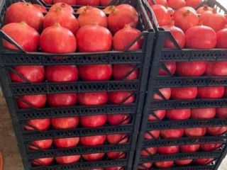 We offer to sell Pomegranate We are starting to