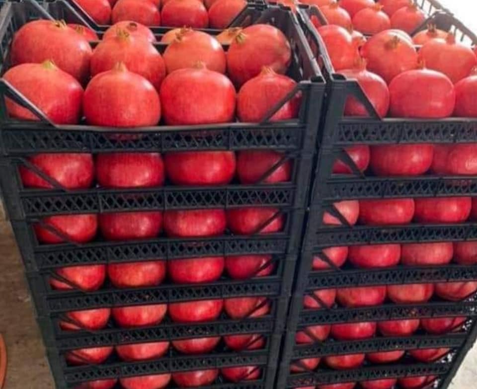 We offer to sell Pomegranate We are starting to sell the highest quality and sweetest pomegranates in Turkey./Antalya We are ready to export only for