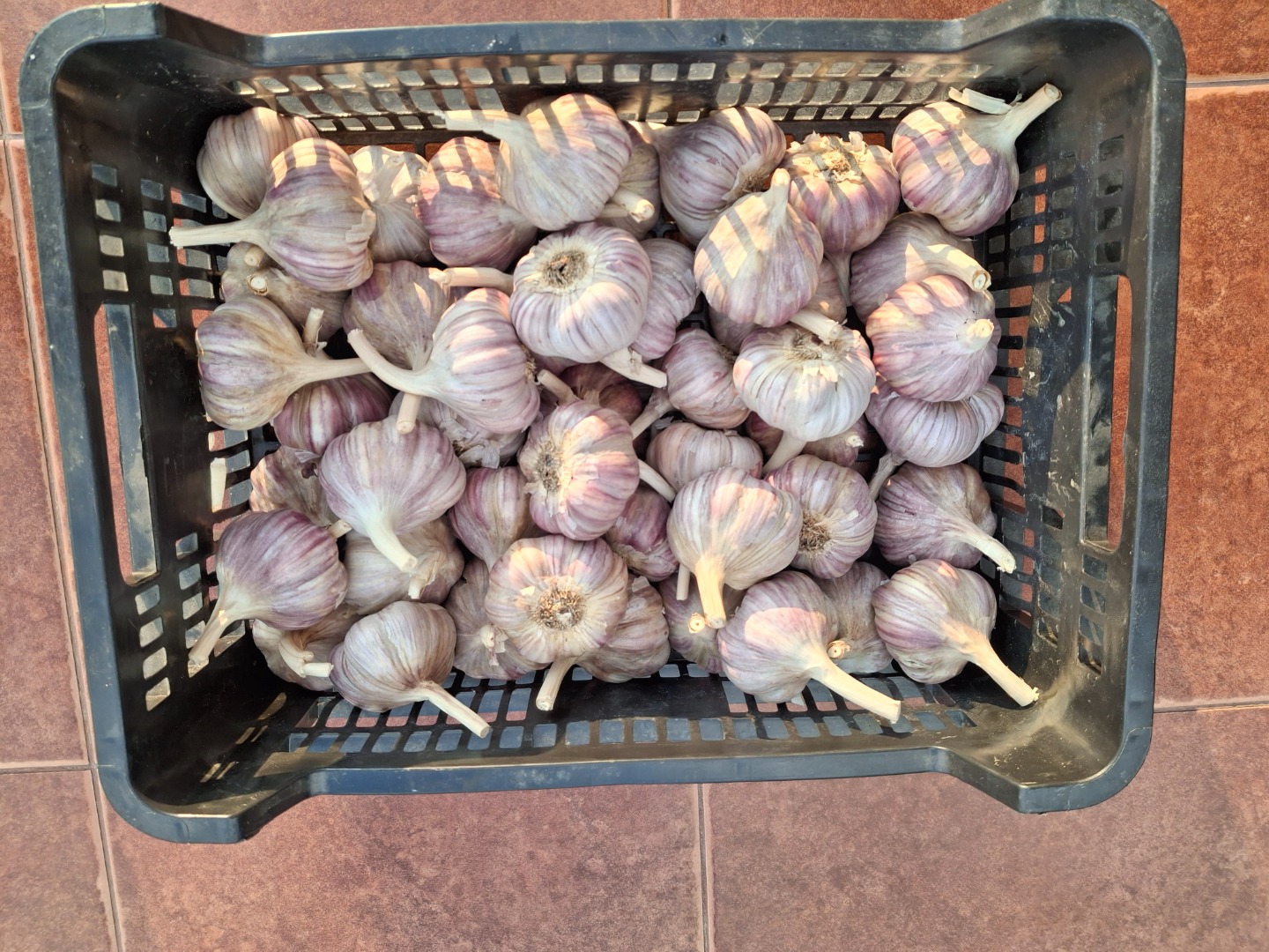 Polish garlic "Harnaś"
