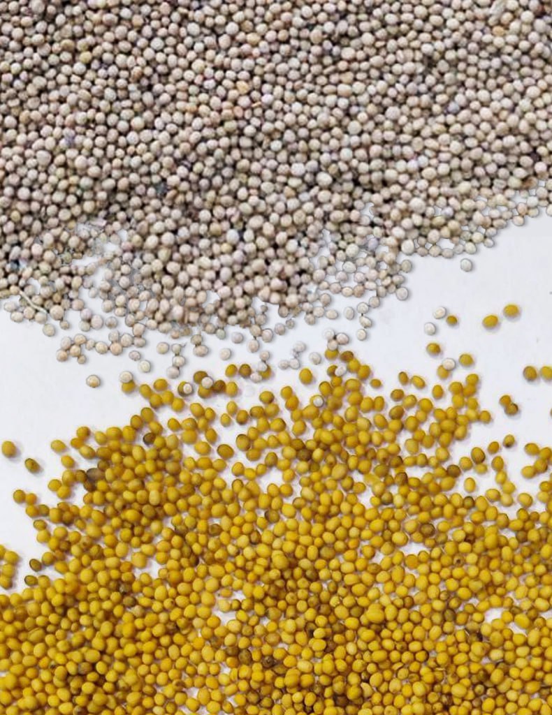 Mustard - white and yellow, purity 98-99%