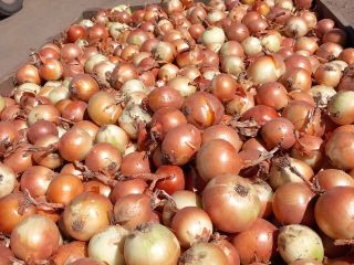 I sell diamond onions in large quantities, packed in