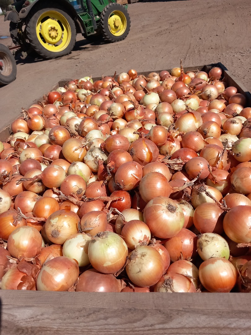 I sell diamond onions in large quantities, packed in 10 kg or big bags! Caliber +50 more details