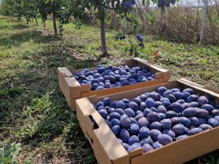 I sell plums for own consumption, for jam, jam