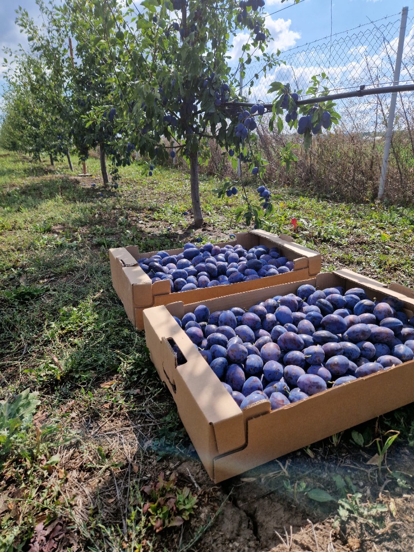 I sell plums for own consumption, for jam, jam or compote