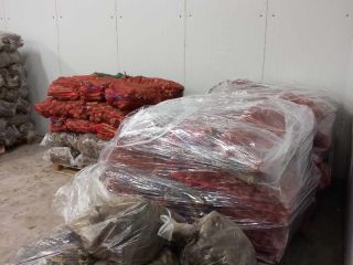 I sell horseradish root in large quantities