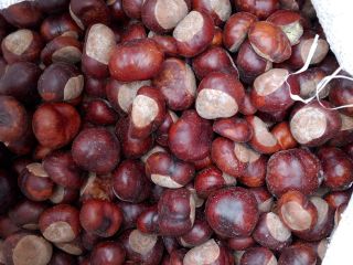I will sell chestnuts 2.5 tons, personal collection only,