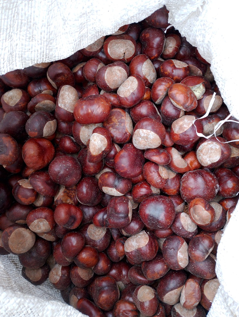 I will sell chestnuts 2.5 tons, personal collection only, Storkowo, price 1.30