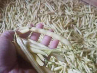 I will sell yellow green beans Unidor - first