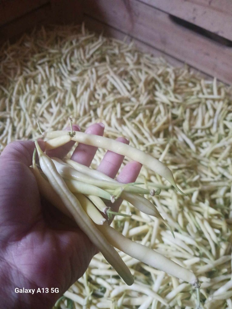 I will sell yellow green beans Unidor - first harvest Warka