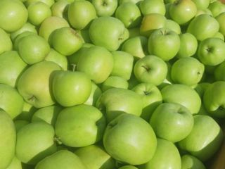 Beautiful mutsu for sale during harvest Warka
