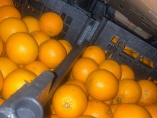 VALENCIA ORANGE Origin: Egypt Quality: 1B Caliber: 100 Packaging: