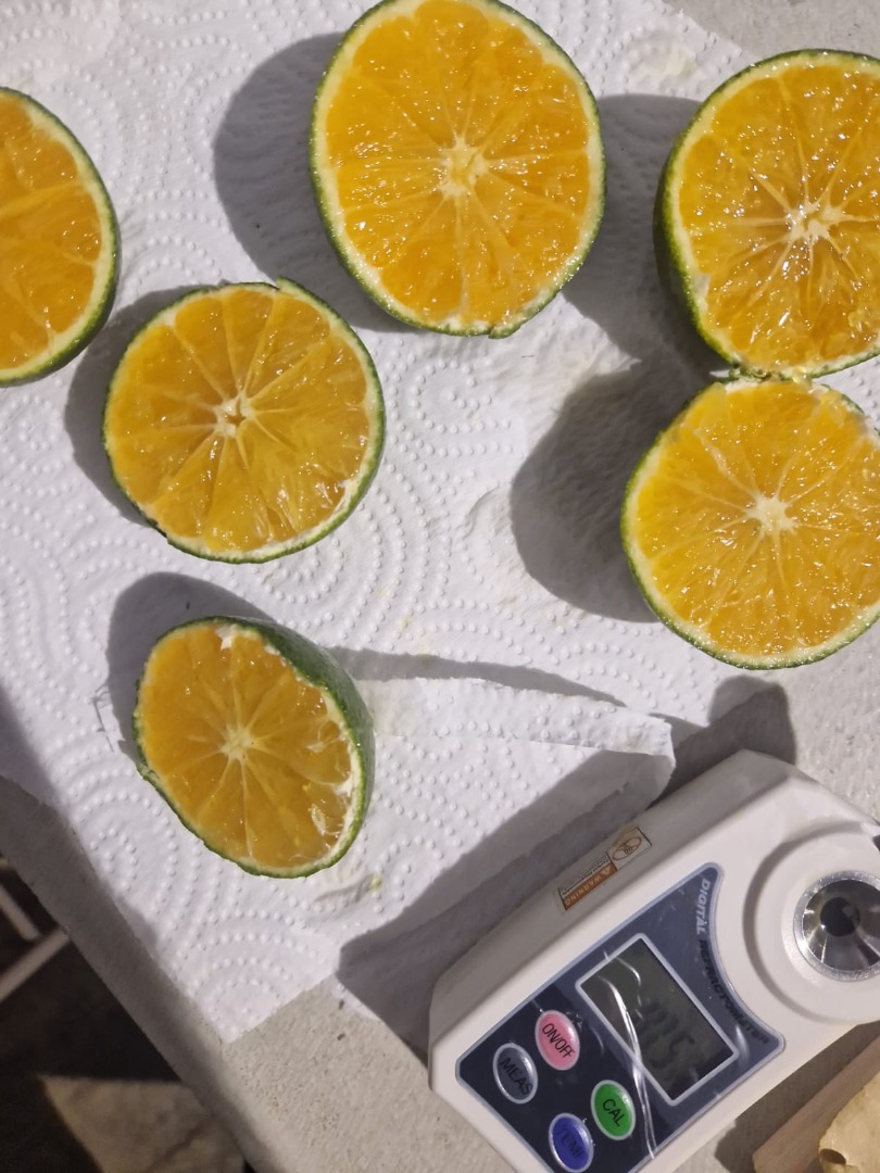 SATSUMA IWASAKI MANDARIN Origin: Spain Quality: 1B - Field Caliber: +54mm Packaged: Bulk with leaf Format: Wood or Plastic Certificates: —X— **OUTLET PRICE