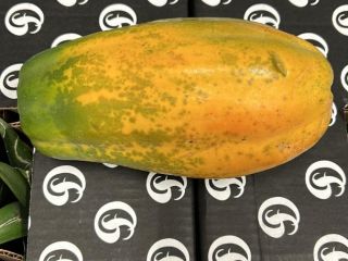 PAPAYA - BY AIR Origin: Colombia Quality: Premium Caliber: