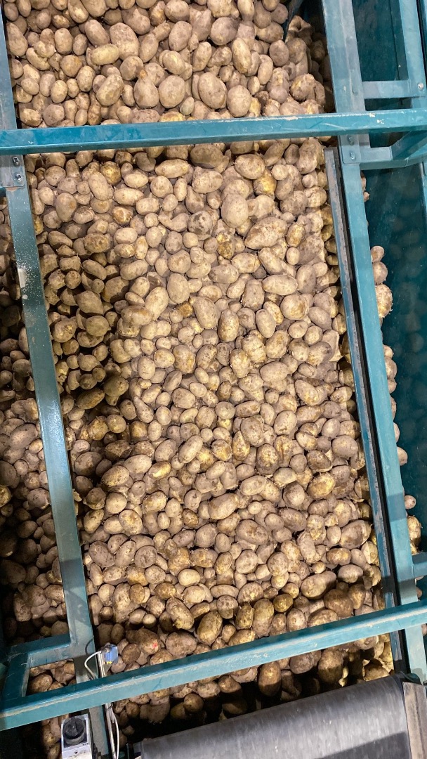 POTATO FOR FRYING Origin: Spain Quality: 1B Caliber: +45 Packaging: bulk Format: Big Bag Certificates: —X— **OUTGOING PRICE (EXW)** 0.55 €/kg — QUERIES/ORDERS—
