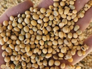 I will sell GMO/non-GMO soybeans in any quantities.