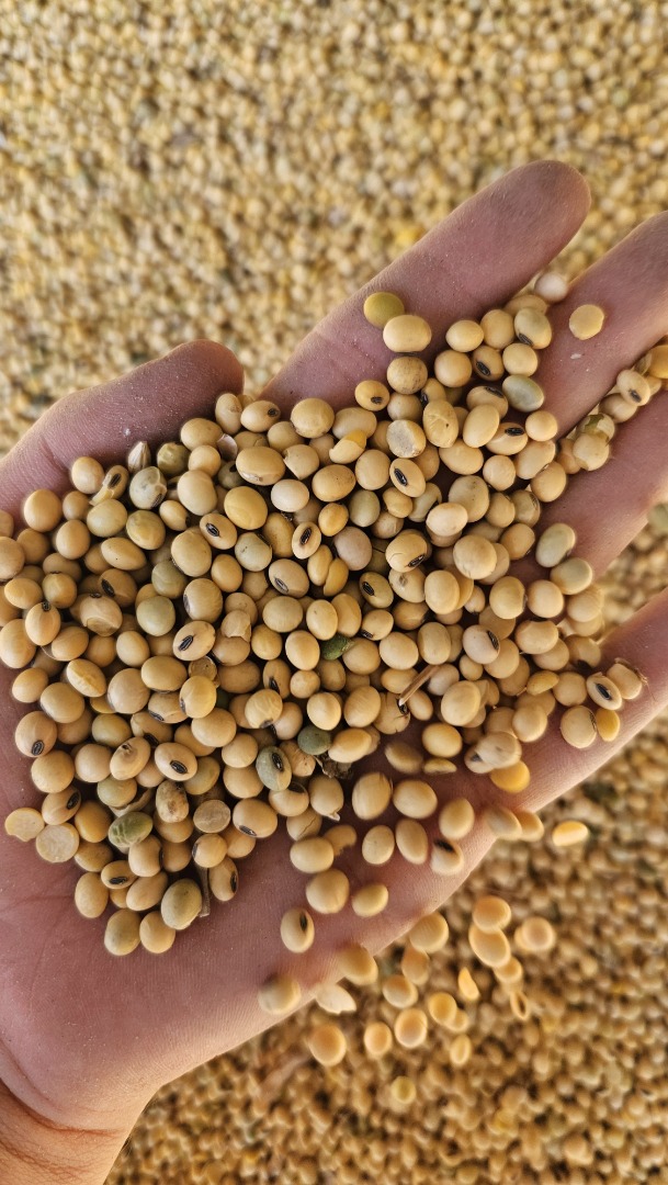 I will sell GMO/non-GMO soybeans in any quantities