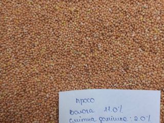Selling Yellow / Red / White / Black Millet