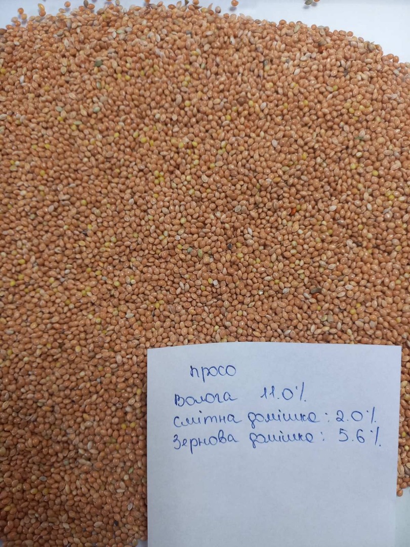 Selling Yellow / Red / White / Black Millet DAP