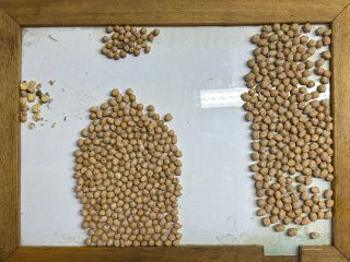 Chickpeas Caliber 6+ Caliber 7+ Caliber 8+