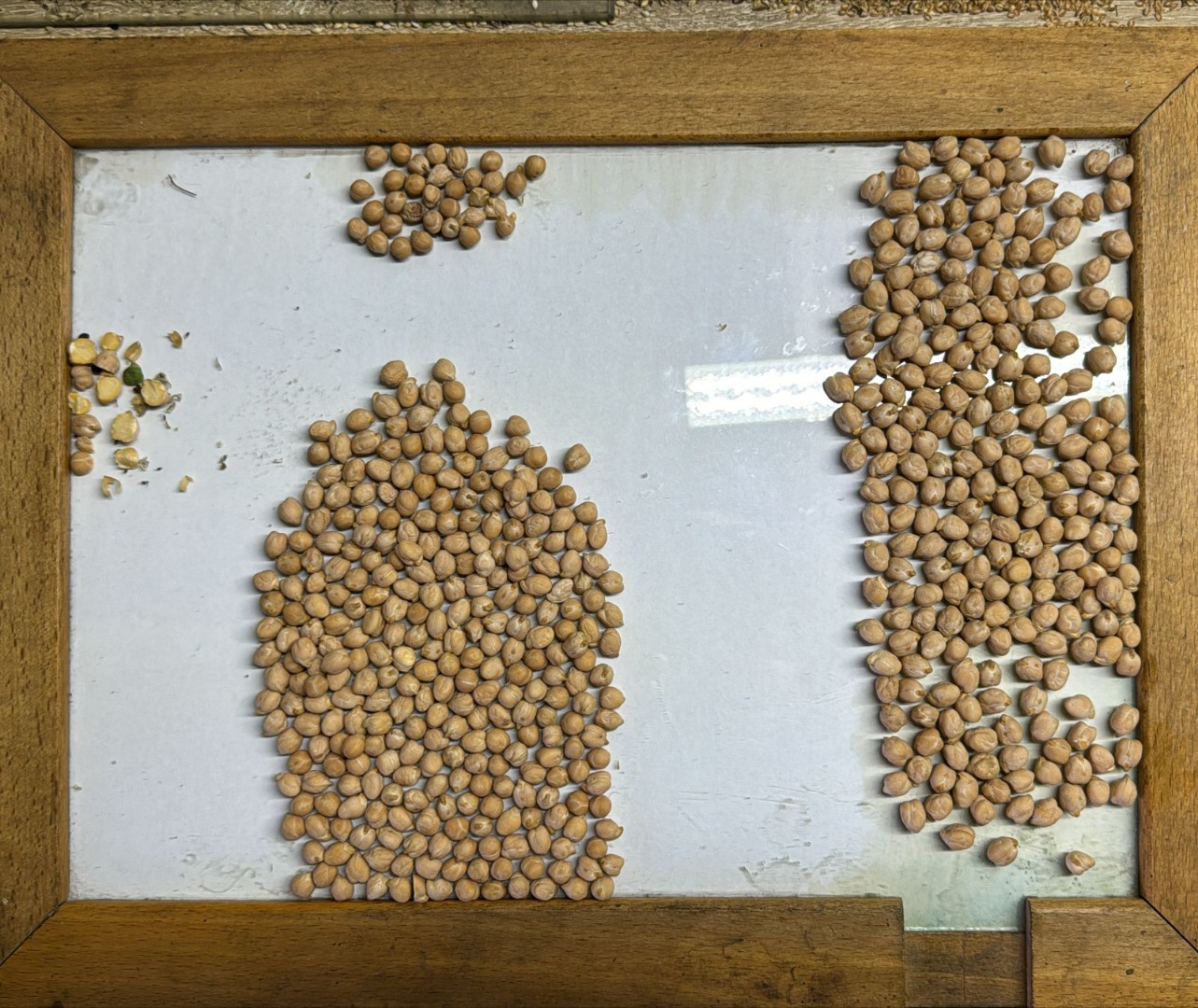 Chickpeas Caliber 6+ Caliber 7+ Caliber 8+