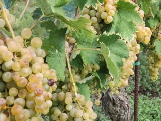 I am selling Falanghina DOC grapes. Approximately 17 quintals.
