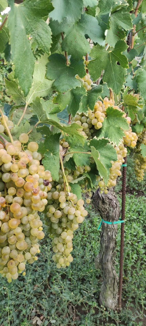 I am selling Falanghina DOC grapes