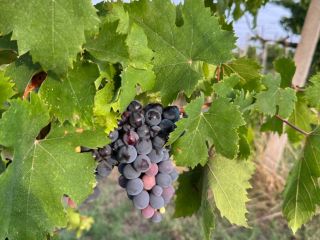 Disponibile uva da vino di alta qualità per la
