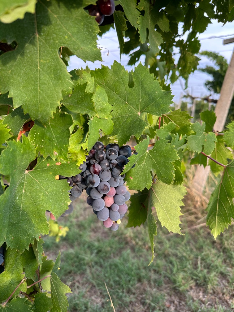 Disponibile uva da vino di alta qualità per la produzione di rossi strutturati