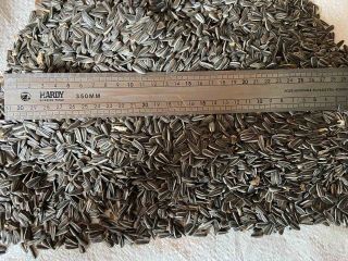 e have 250 tons of sunflower seeds of the