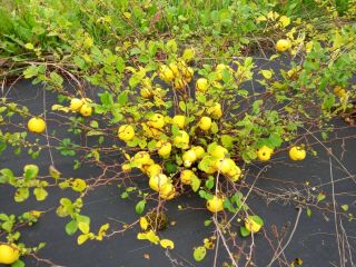 Fruit growing company is selling ECO japanese quinces (