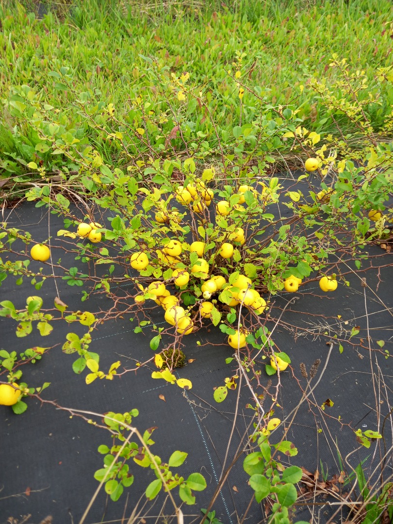Fruit growing company is selling ECO japanese quinces ( BIO certificate is available)
