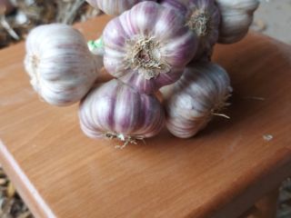 I will sell Harnaś garlic in a bunch of