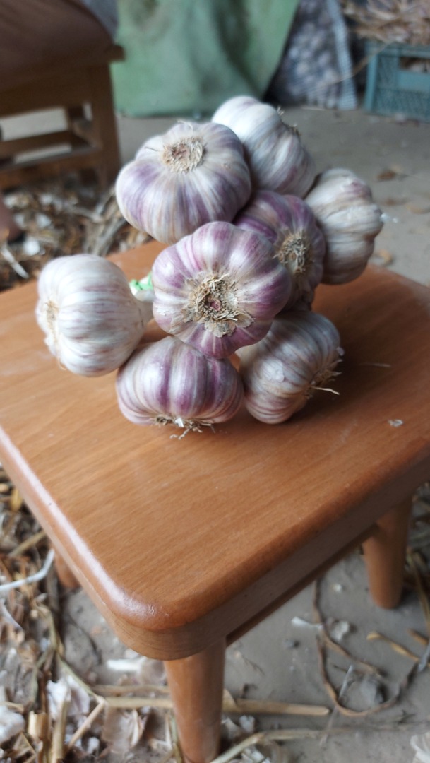 I will sell Harnaś garlic in a bunch of 10 pieces, nice, healthy, tasty, large quantities, peeled on an ongoing basis, 6.5 - 1.60 PLN 6 - 1.3 5.5 - 1 5 - 0.80
