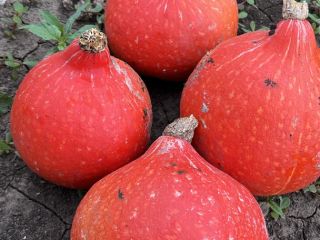 Concerning the start of the harvest season of pumpkins