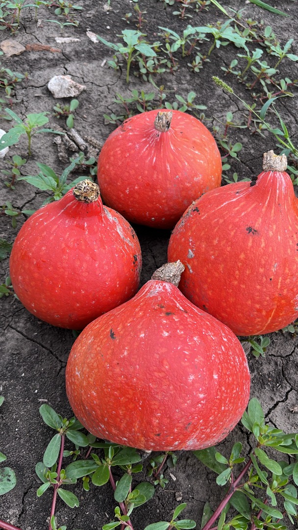Concerning the start of the harvest season of pumpkins we are searching for market opportunities to sell our produce