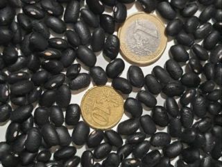 Frigoles negro Purity-99%, moisture-14%, 480 un/100g