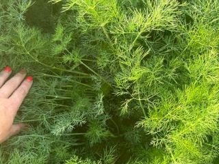 Green Marar