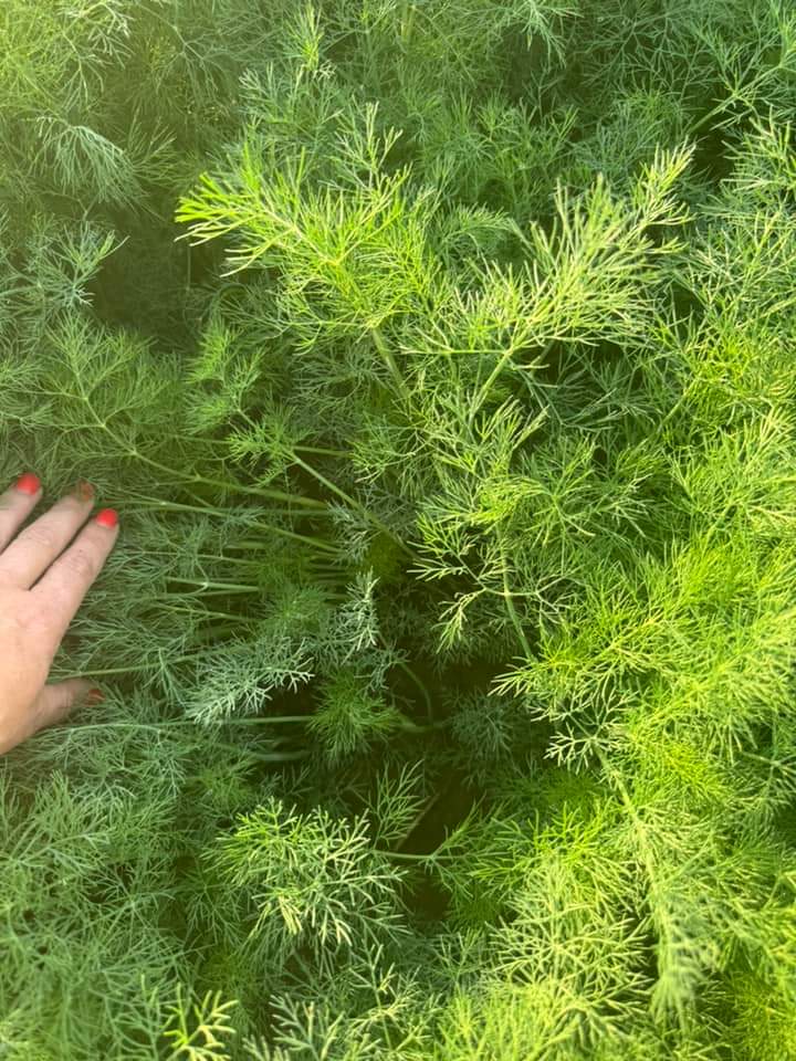 Green Marar