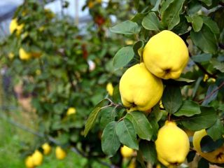 Description: Quinces from Türkiye Geyve currently up to 1000t