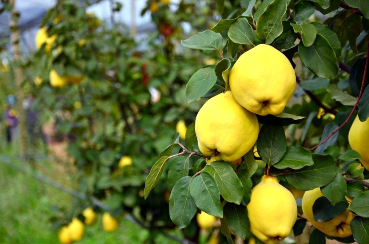 Description: Quinces from Türkiye Geyve currently up to 1000t available