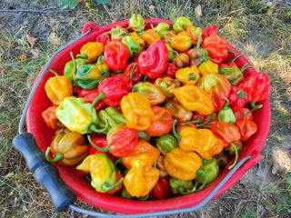 I will sell Habanero peppers in red and yellow.