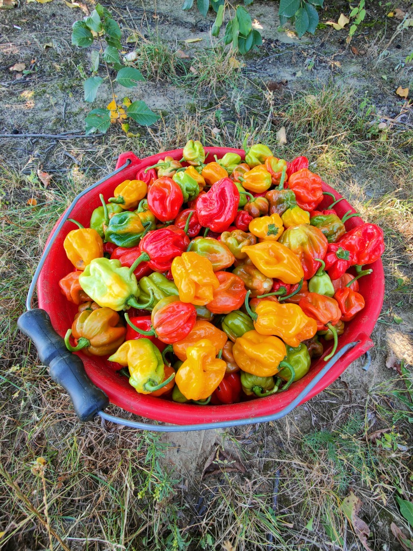 I will sell Habanero peppers in red and yellow