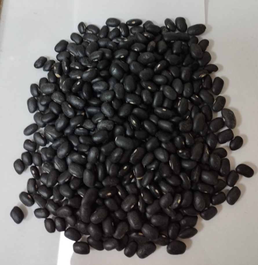 Black beans 900 tons 460-480 pieces per 100 grams purity 99% moisture 14% without pesticides big bag packaging delivery from 22 tons DAP cities of Germany
