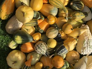 I am selling decorative pumpkins mix and Sultan's turban.