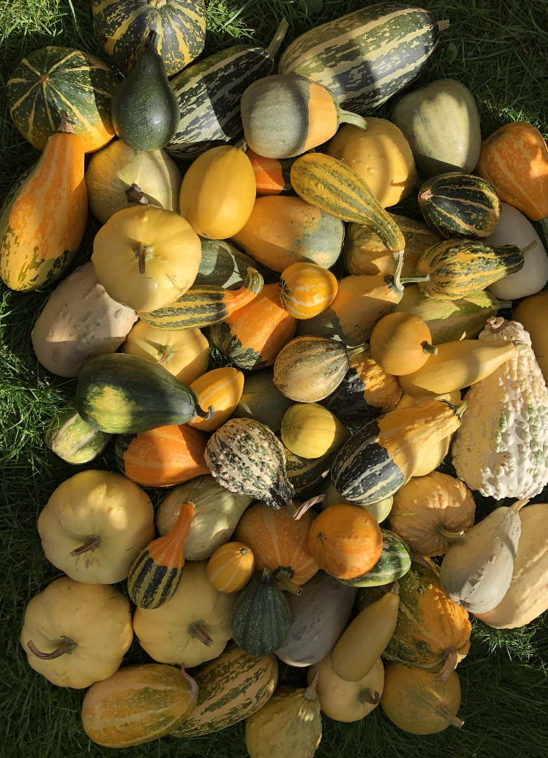 I am selling decorative pumpkins mix and Sultan's turban