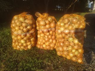 I have for sale Rijnsburger 5 onions. Harvested before