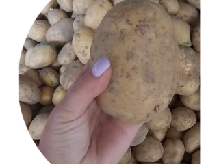 I will sell potatoes of the Soraya variety. Packed