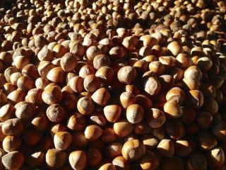 For sale: 5 tons of hazelnuts! We offer **5