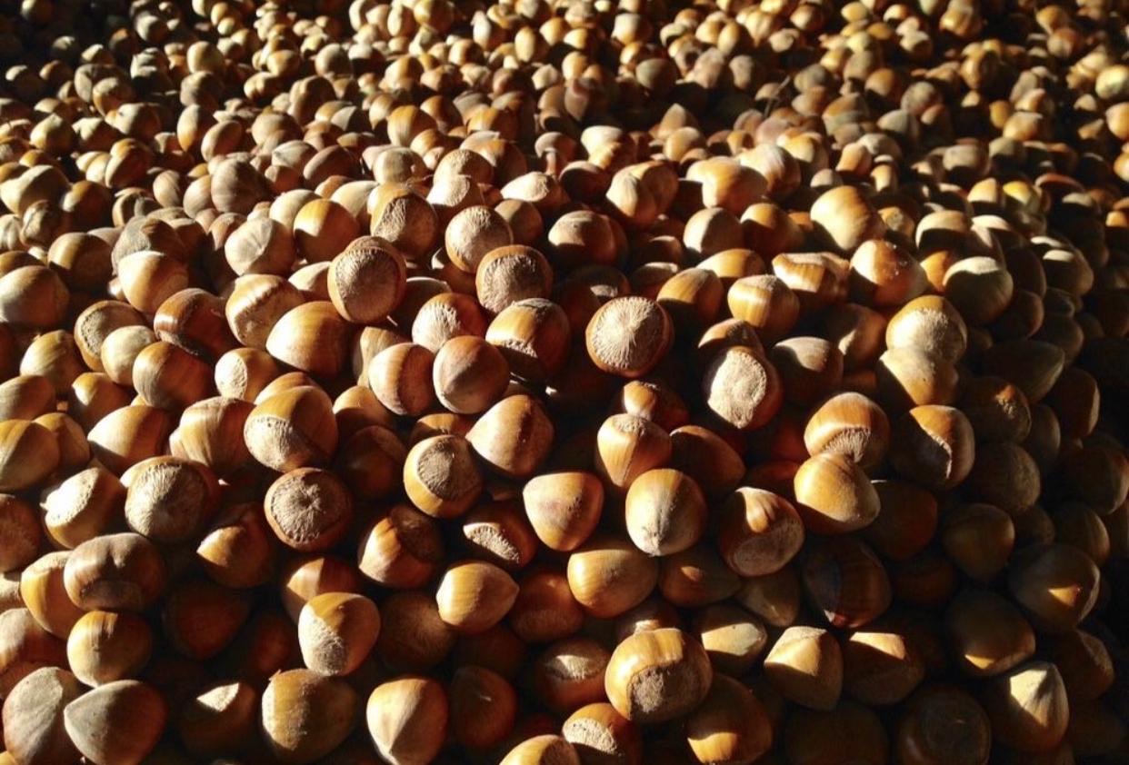 For sale: 5 tons of hazelnuts! We offer **5 tons of fresh, hand-picked hazelnuts** straight from our plantation