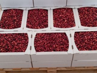 Hello, We produce bio cranberries and have an excellent